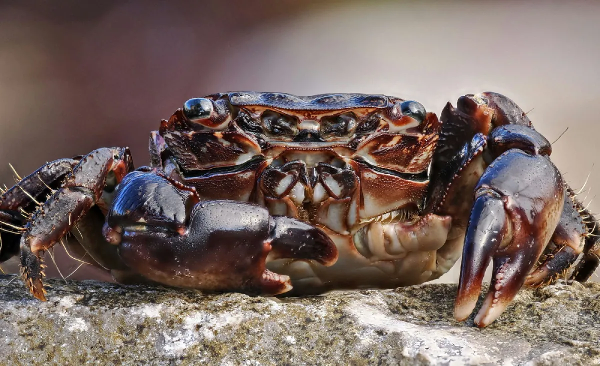 Marbled Crab