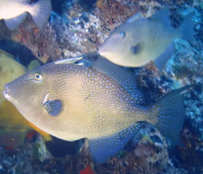 Grey triggerfish