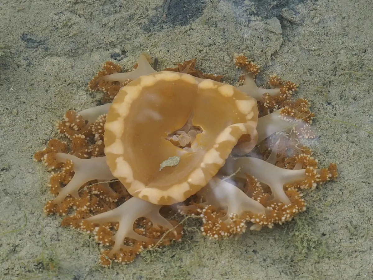Upside-down Jellyfish