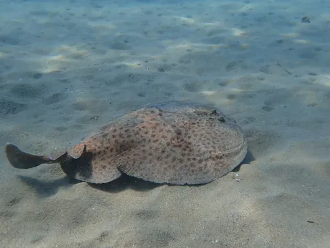 Marbled electric ray