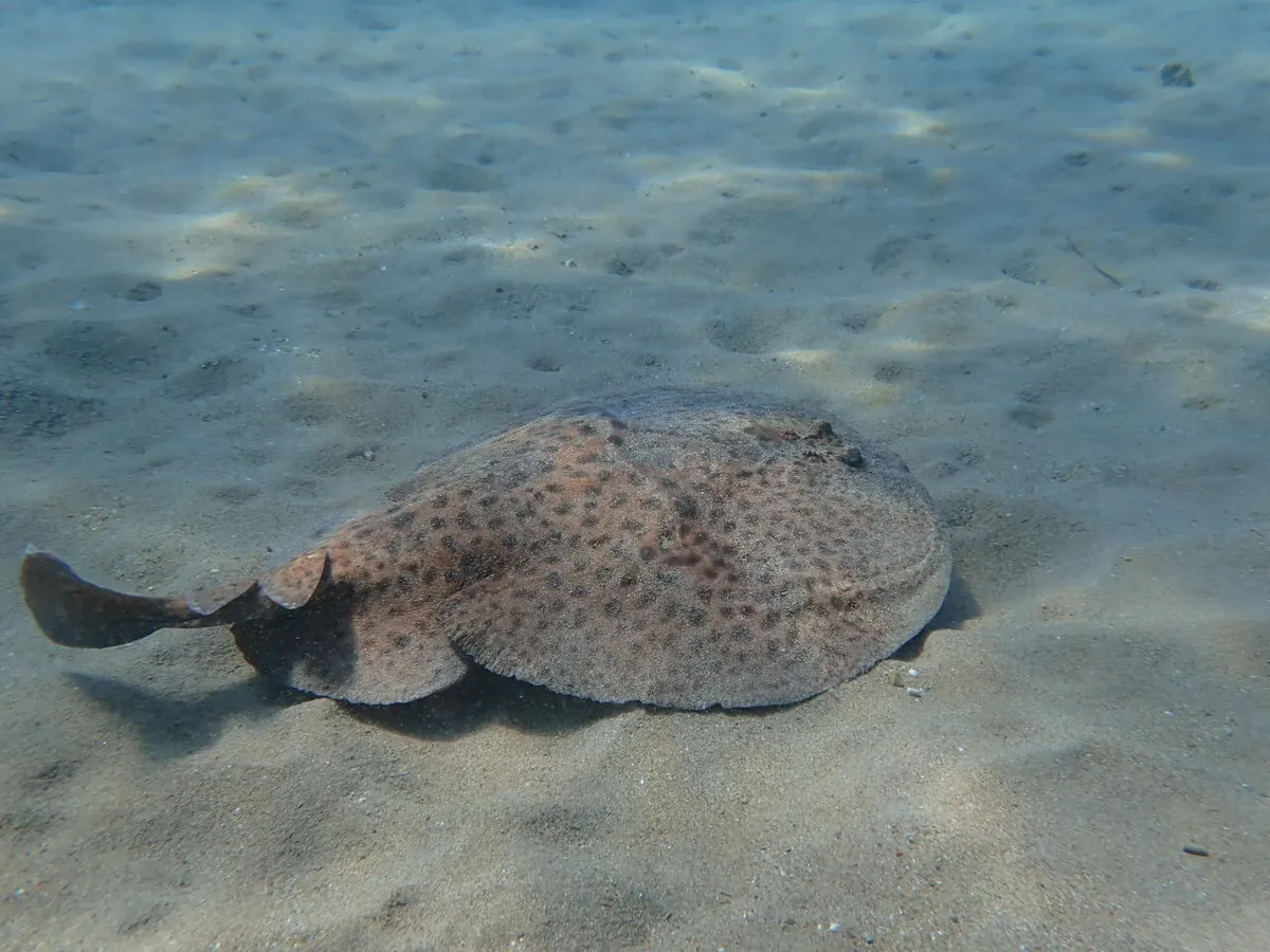 Marbled electric ray