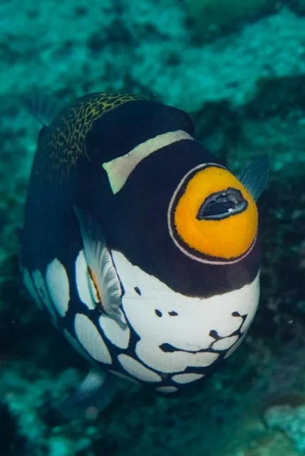 Clown triggerfish