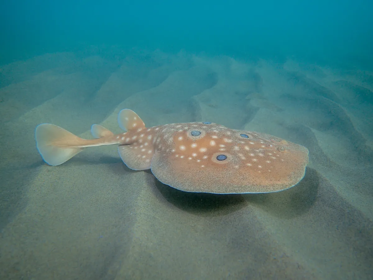 Common torpedo
