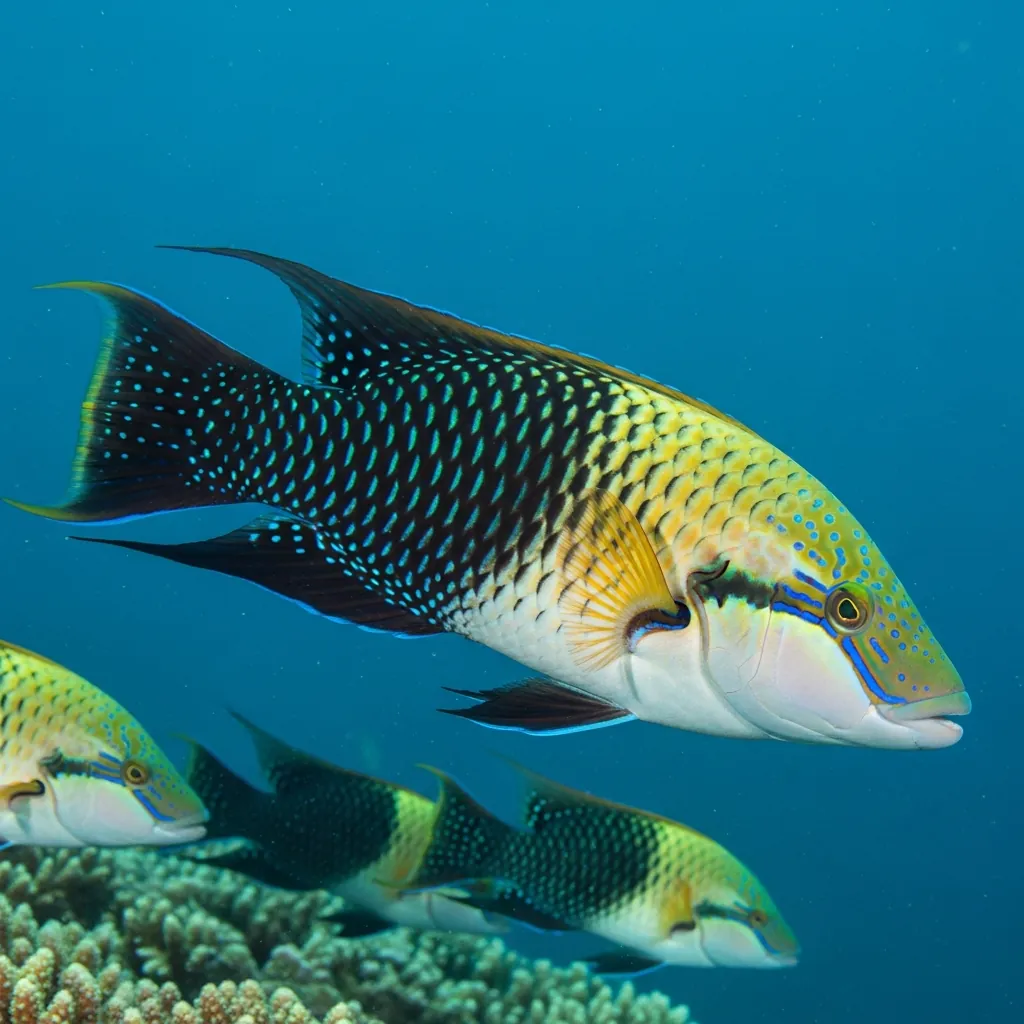 New Guinea wrasse