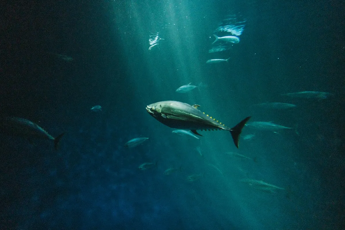 Tuna