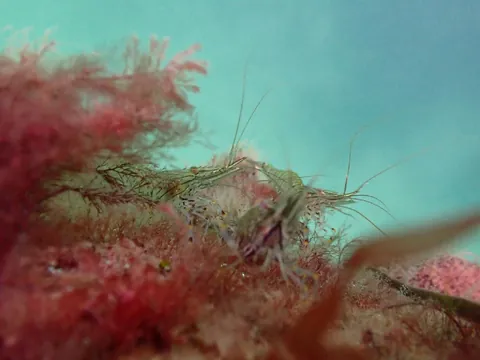 Common Prawn