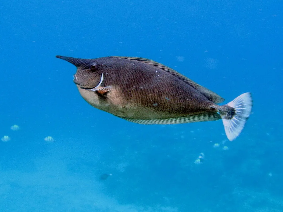 Spotted unicornfish