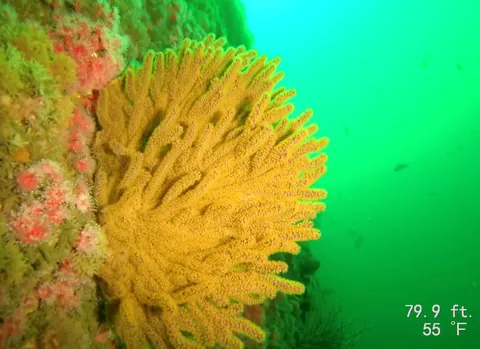 California Golden Gorgonian