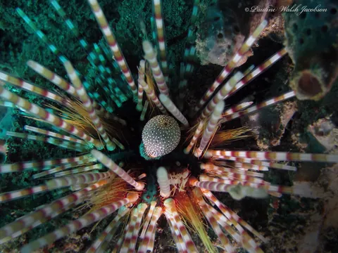 Banded Sea Urchin
