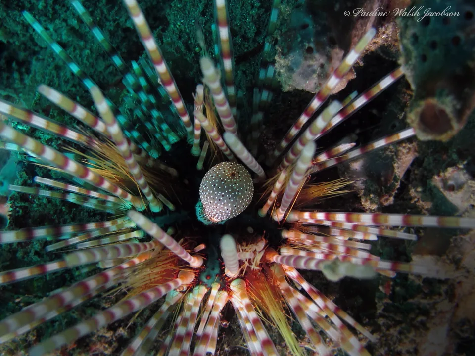 Banded Sea Urchin
