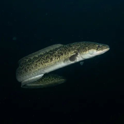 Australian Long-finned Eel