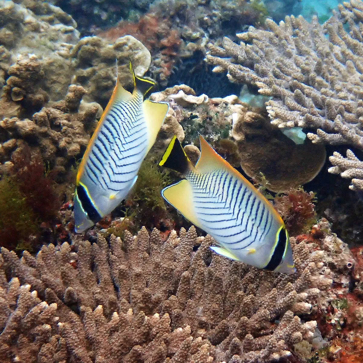 Chevron butterflyfish