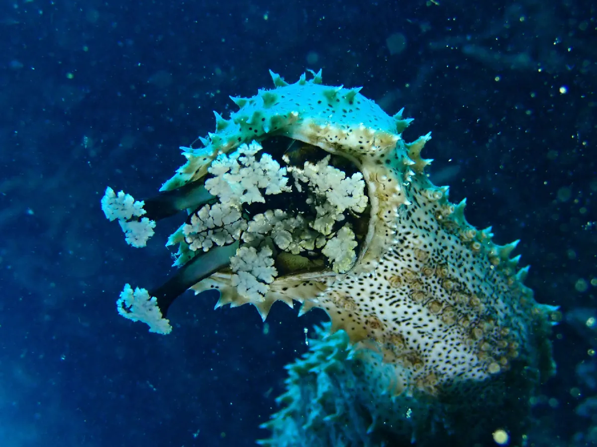 Graeffe's Sea Cucumber