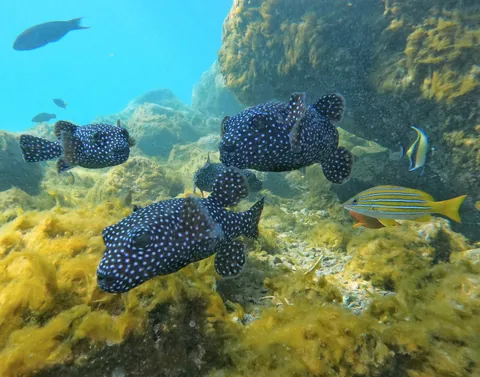 Guineafowl Puffer