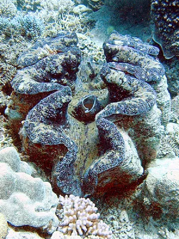 Giant clam