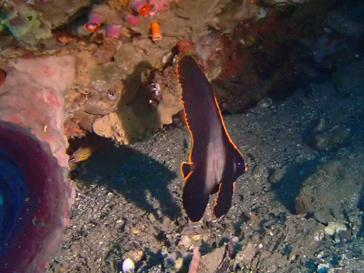 Dusky batfish