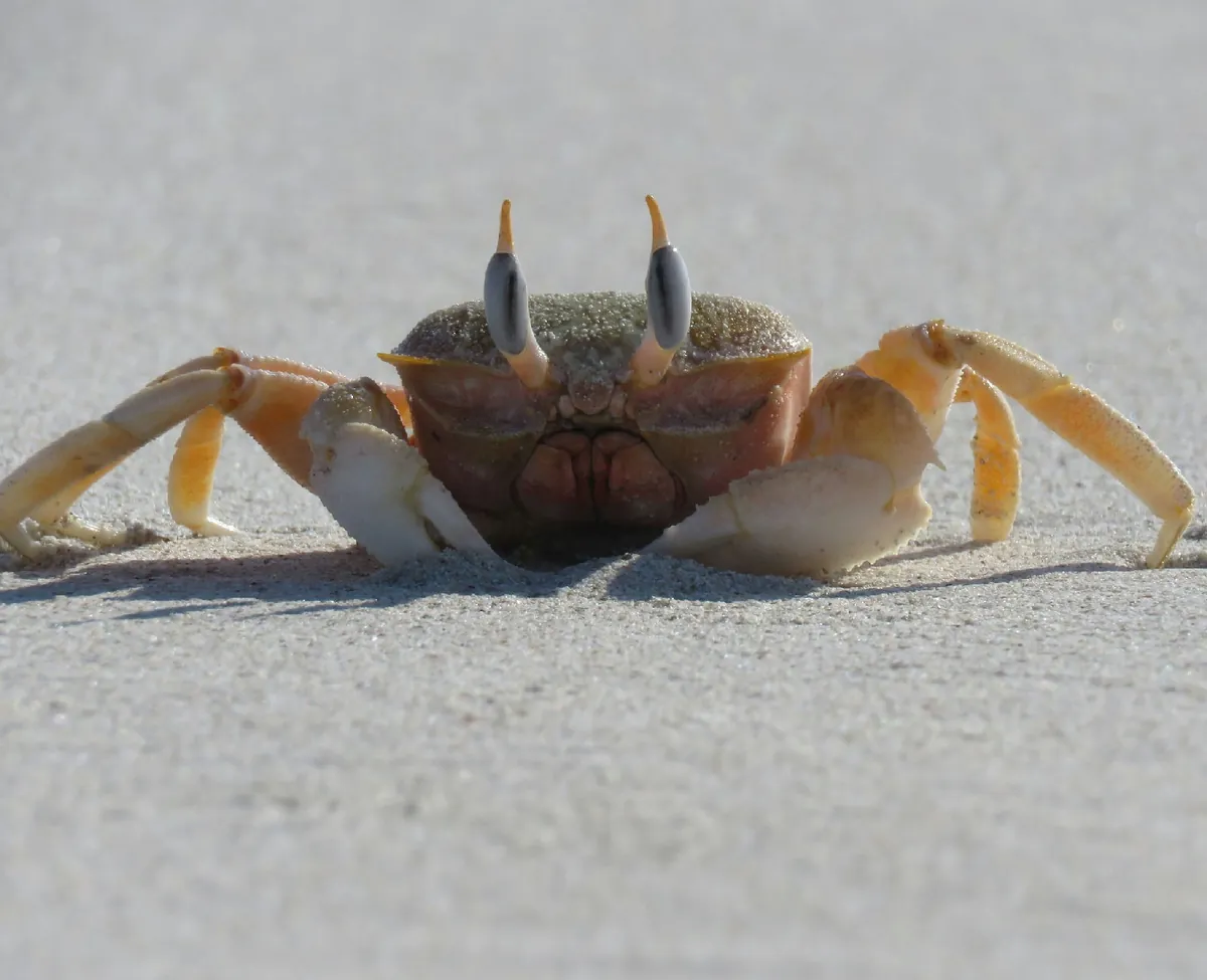Painted Ghost Crab