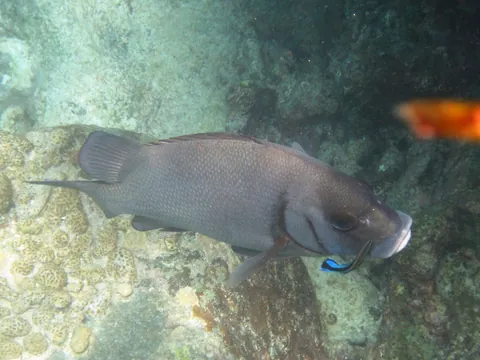 Blubberlip