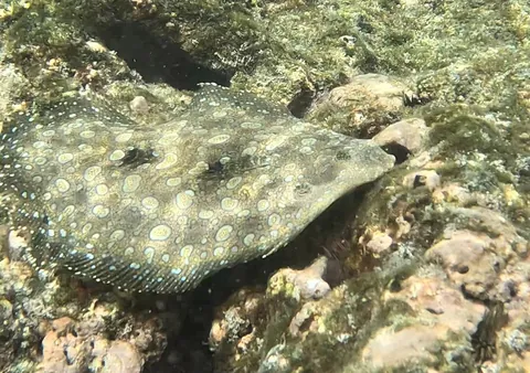 Flounder