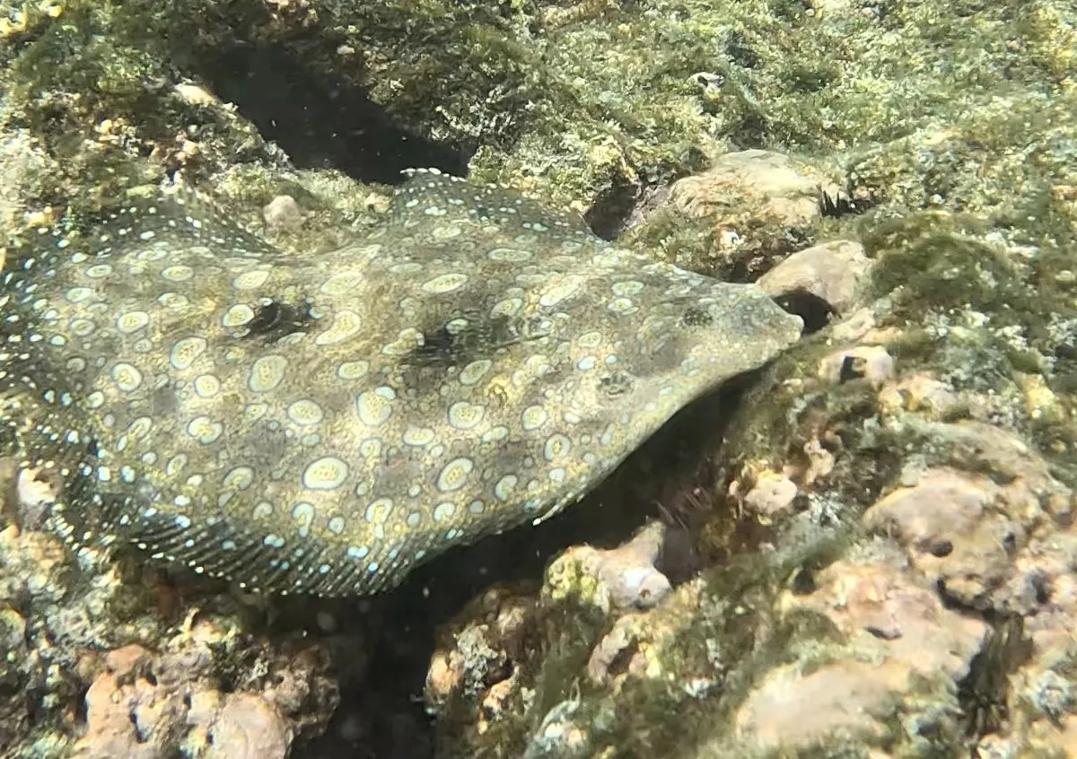 Flounder