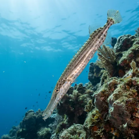 Chinese trumpetfish