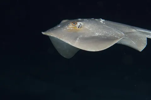 Common Stingray