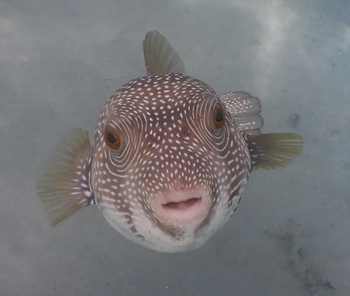 White-spotted puffer