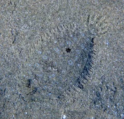 Leopard flounder