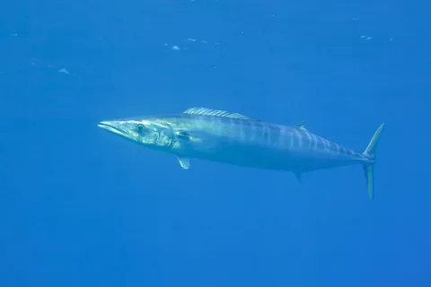 Wahoo