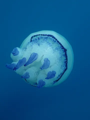 Barrel Jellyfish