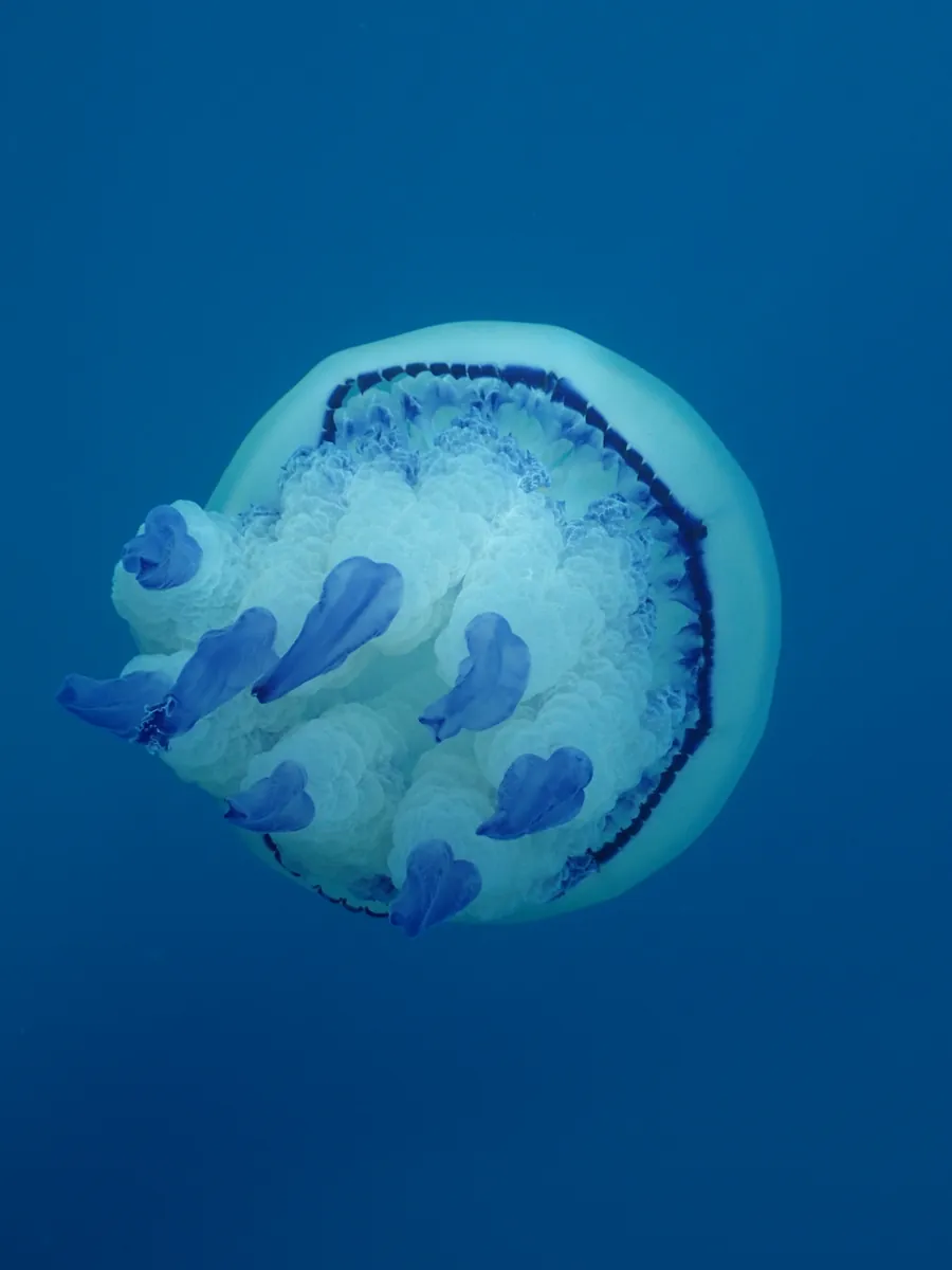 Barrel Jellyfish