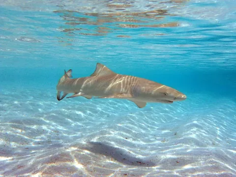Lemon Shark