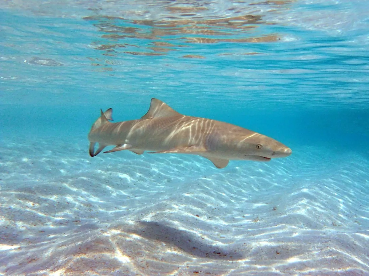 Lemon Shark