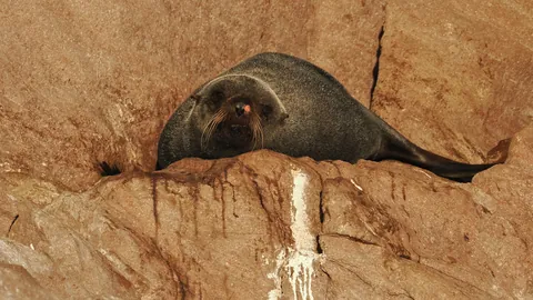 Guadalupe Fur Seal