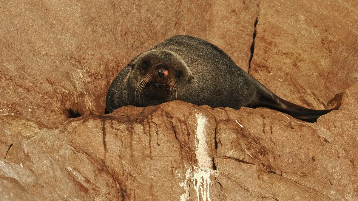 Guadalupe Fur Seal