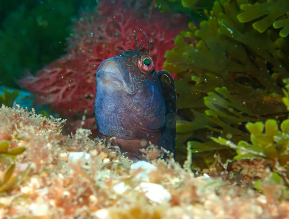 Ringneck Blenny
