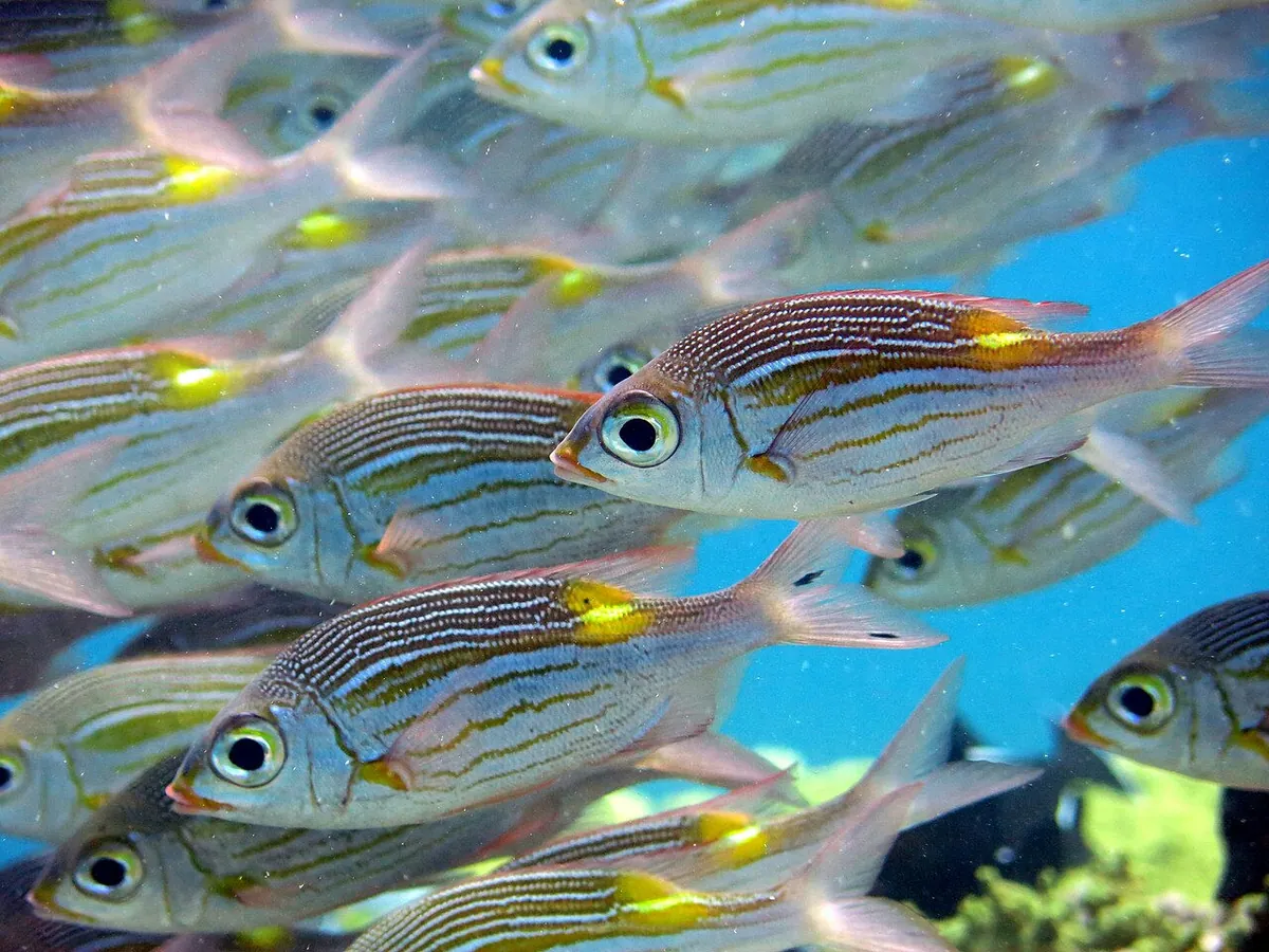 Striped large-eye bream