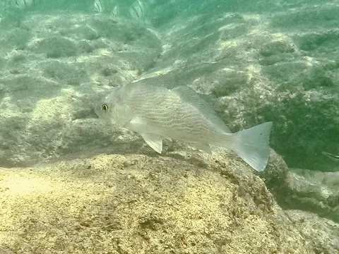 Croakers