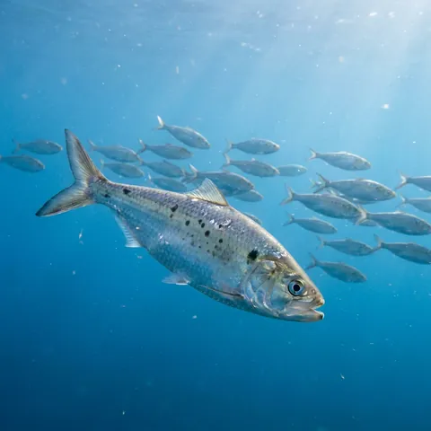 Hickory Shad