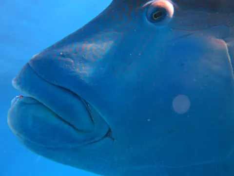 Humphead wrasse