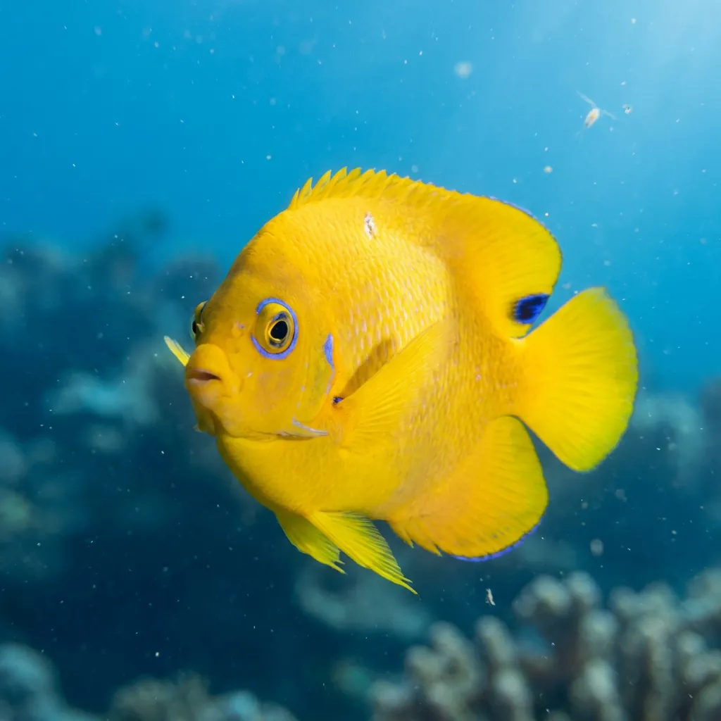 Lemonpeel Angelfish
