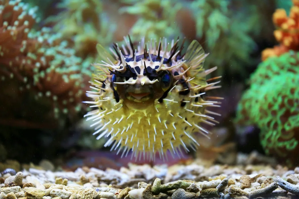 Porcupinefish