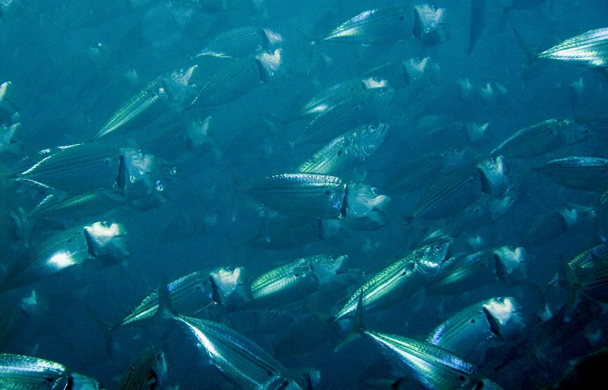 Indian mackerel
