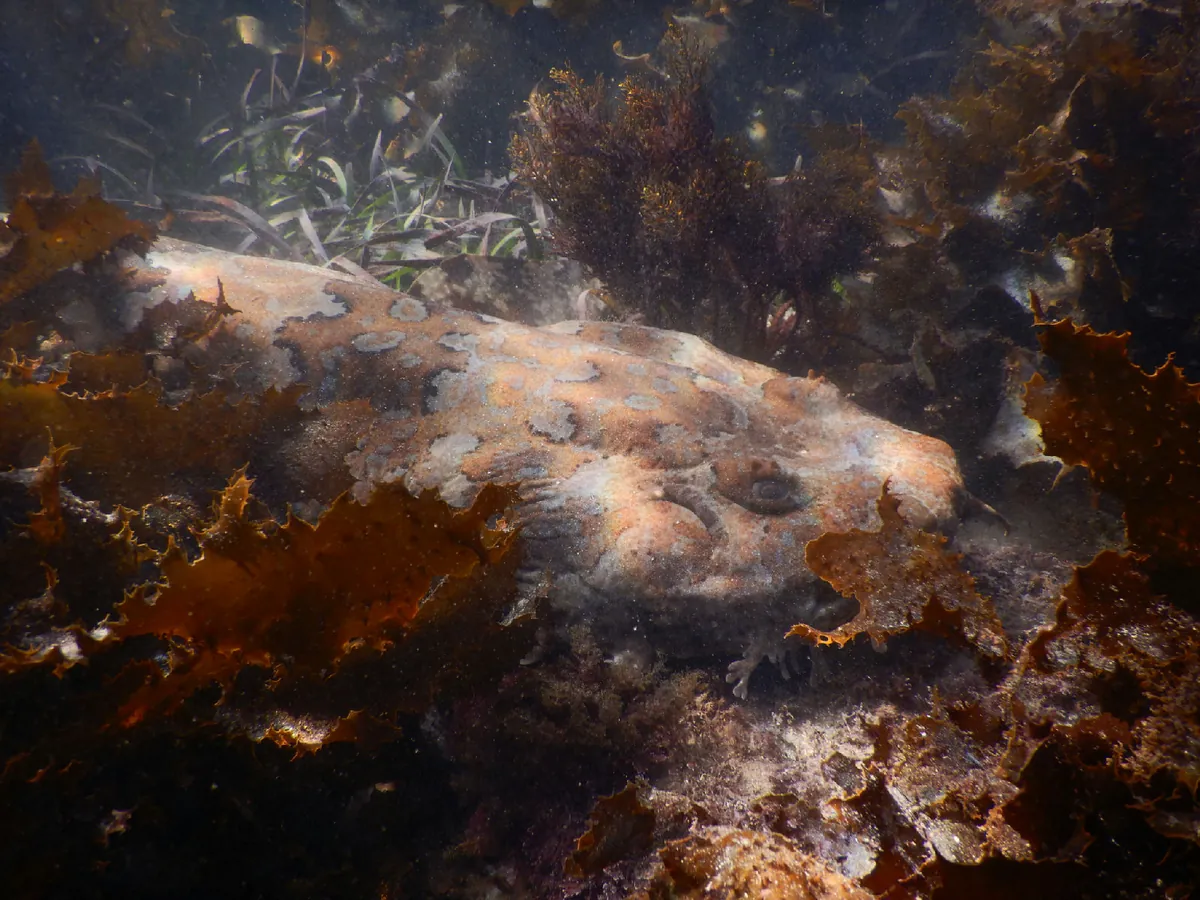 Gulf Wobbegong