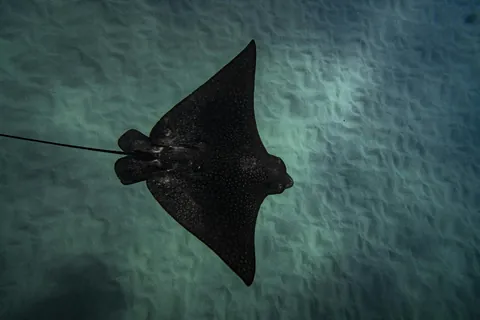 Eagle rays