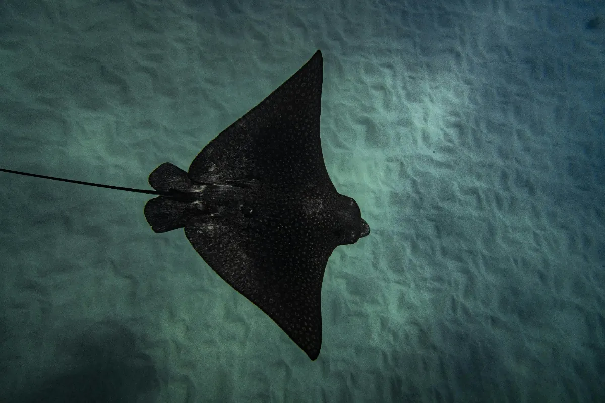 Eagle rays
