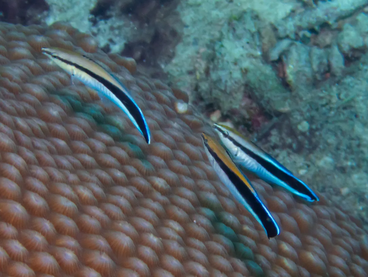 Bluestreak cleaner wrasse