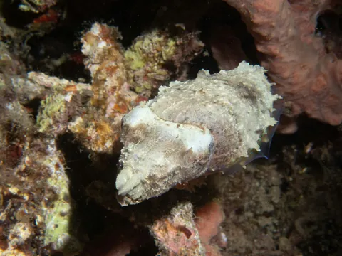 Stumpy-spined Cuttlefish