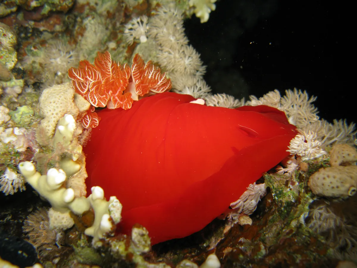 Spanish dancer