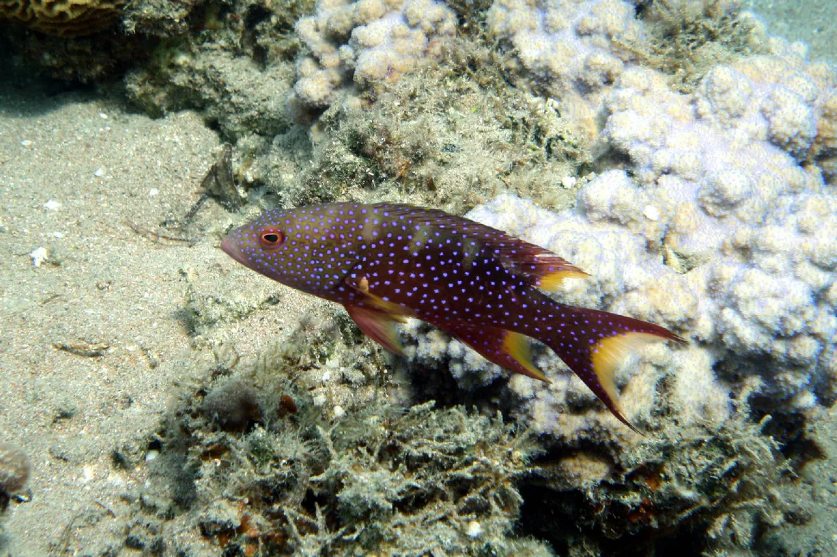 Yellow-edged lyretail
